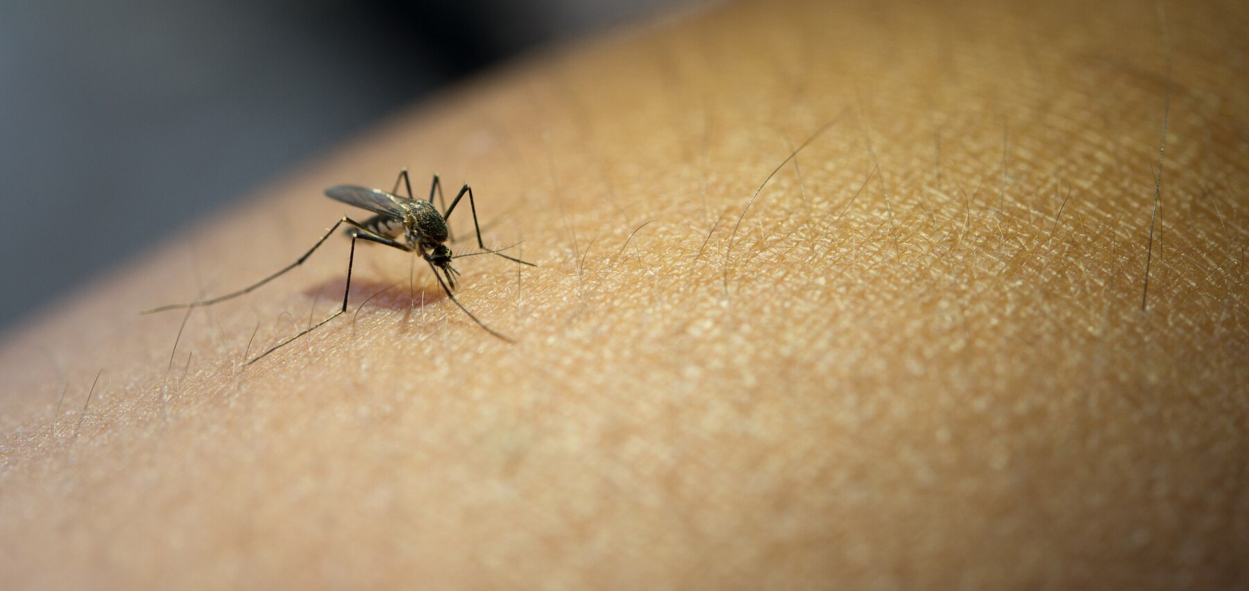 1. Perché le zanzare sono più attive in estate? Le zanzare proliferano nei mesi caldi a causa dell’umidità e delle temperature elevate, condizioni ideali per la loro riproduzione. Depongono le uova in acqua stagnante e, in pochi giorni, nascono nuove generazioni di zanzare. Inoltre, sono attratte dal calore corporeo, dall’anidride carbonica che espiriamo e dal sudore. Ecco perché pungono di più nelle serate afose o quando ci troviamo vicino a corsi d'acqua. 2. Strategie efficaci per difendersi dalle zanzare 2.1. Eliminare l’acqua stagnante Le zanzare depongono le uova in acqua, quindi: Svuota i sottovasi delle piante. Copri le cisterne e i bidoni d’acqua. Pulisci periodicamente grondaie e tombini. Cambia spesso l’acqua nelle ciotole degli animali domestici. 2.2. Usare repellenti naturali e chimici Esistono diversi repellenti efficaci contro le zanzare: ✔️ Naturali: Oli essenziali come citronella, eucalipto, lavanda e tea tree. Piante repellenti come basilico, menta, gerani e rosmarino. Aceto e limone, da spruzzare su davanzali e porte. ✔️ Chimici: Spray repellenti con DEET, Icaridina o PMD, ideali per ambienti molto infestati. Braccialetti antizanzare impregnati di sostanze repellenti. Zampironi e spirali fumiganti per ambienti esterni. 2.3. Proteggere la casa con barriere fisiche Per evitare che le zanzare entrino in casa, usa: Zanzariere su finestre e porte. Ventilatori, poiché il flusso d’aria impedisce loro di volare. Lampade UV che attirano e intrappolano gli insetti. 3. Rimedi contro altri insetti estivi Oltre alle zanzare, l’estate porta con sé altri insetti fastidiosi. Ecco come combatterli. 3.1. Mosche: come tenerle lontane? Le mosche sono attratte dai residui di cibo e dai rifiuti. Per evitarle: Tieni sempre puliti tavoli e superfici. Usa trappole fai-da-te con aceto e zucchero. Pianta basilico e lavanda vicino a porte e finestre. 3.2. Formiche: prevenzione e rimedi Se trovi file di formiche in casa: Sigilla fessure e crepe. Spruzza aceto o succo di limone nei loro percorsi. Usa polvere di cannella o borotalco per interrompere le tracce chimiche. 3.3. Vespe e calabroni: come difendersi? Le vespe possono essere aggressive, quindi: Evita profumi dolci e colori sgargianti. Non lasciare cibo e bevande zuccherate all’aperto. Installa trappole con acqua e zucchero. 4. Rimedi naturali contro gli insetti: cosa funziona davvero? Se preferisci soluzioni ecologiche, prova questi rimedi: ➡️ Spray fai-da-te: Ingredienti: 100 ml di acqua, 10 gocce di olio essenziale di citronella, 5 gocce di lavanda, 5 di eucalipto. Uso: Spruzzare su pelle e vestiti prima di uscire. ➡️ Candele alla citronella: Accese sul balcone o in giardino, tengono lontane le zanzare. ➡️ Bustine di chiodi di garofano: Da posizionare vicino a finestre e porte per respingere mosche e formiche. 5. Cosa fare in caso di puntura? Se vieni punto da una zanzara o da un altro insetto: Lava la zona con acqua e sapone. Applica ghiaccio per ridurre il gonfiore. Usa gel all’aloe vera o crema alla calendula per alleviare il prurito. Se il gonfiore è forte, prendi un antistaminico. 6. Conclusione: un’estate senza insetti è possibile! Seguendo questi consigli, potrai goderti le serate estive senza il fastidio di insetti e zanzare. Ricorda di: ✔️ Eliminare i ristagni d’acqua. ✔️ Usare repellenti naturali o chimici. ✔️ Proteggere casa con zanzariere e trappole. ✔️ Adottare rimedi naturali per un’alternativa ecologica.