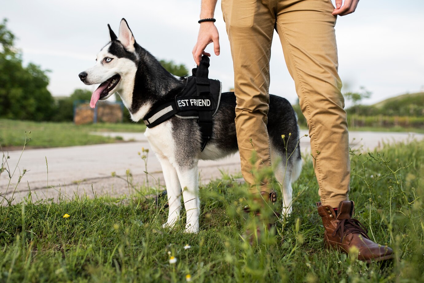 Quale Cane Acquistare per Difesa: Guida Completa alla Scelta del Tuo Protettore a Quattro Zampe