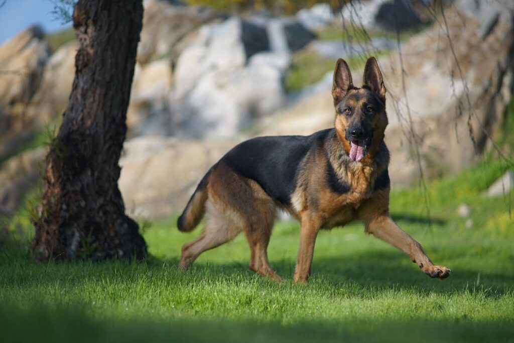 Quale Cane Acquistare per Difesa: Guida Completa alla Scelta del Tuo Protettore a Quattro Zampe